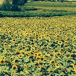 Tre Girasoli 아파트 *