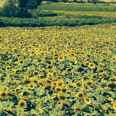 Tre Girasoli Apartment *